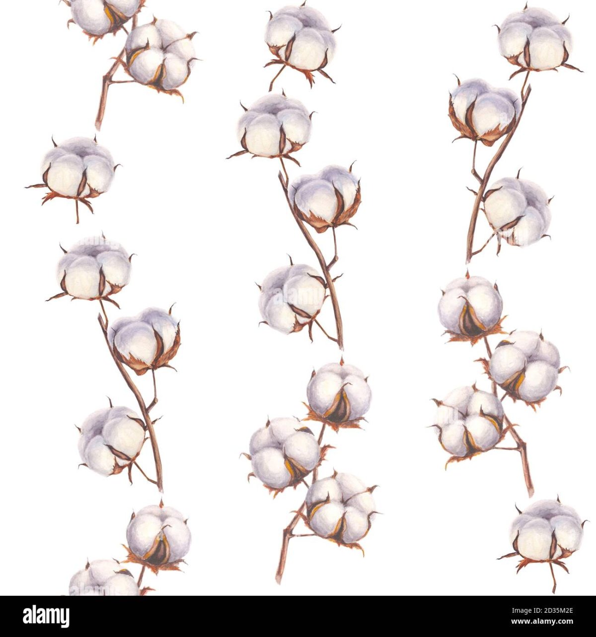 Цветок хлопка ветка вектор