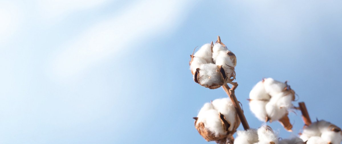 Красивый фон хлопок