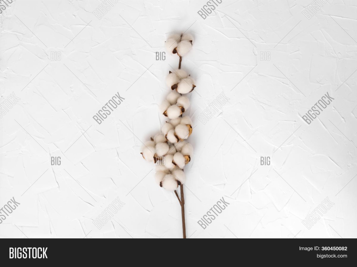 Ветка хлопка на бежевом фоне