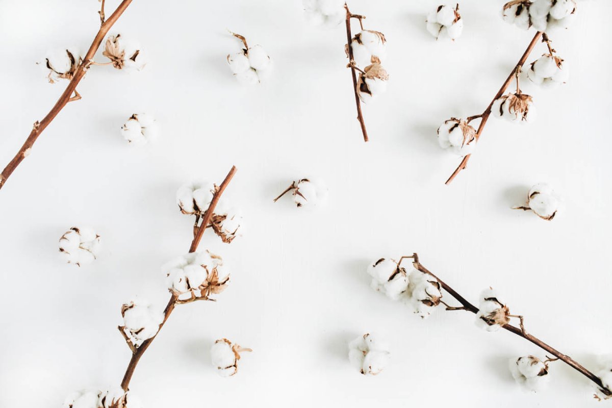 Веточка хлопка на Светлом фоне