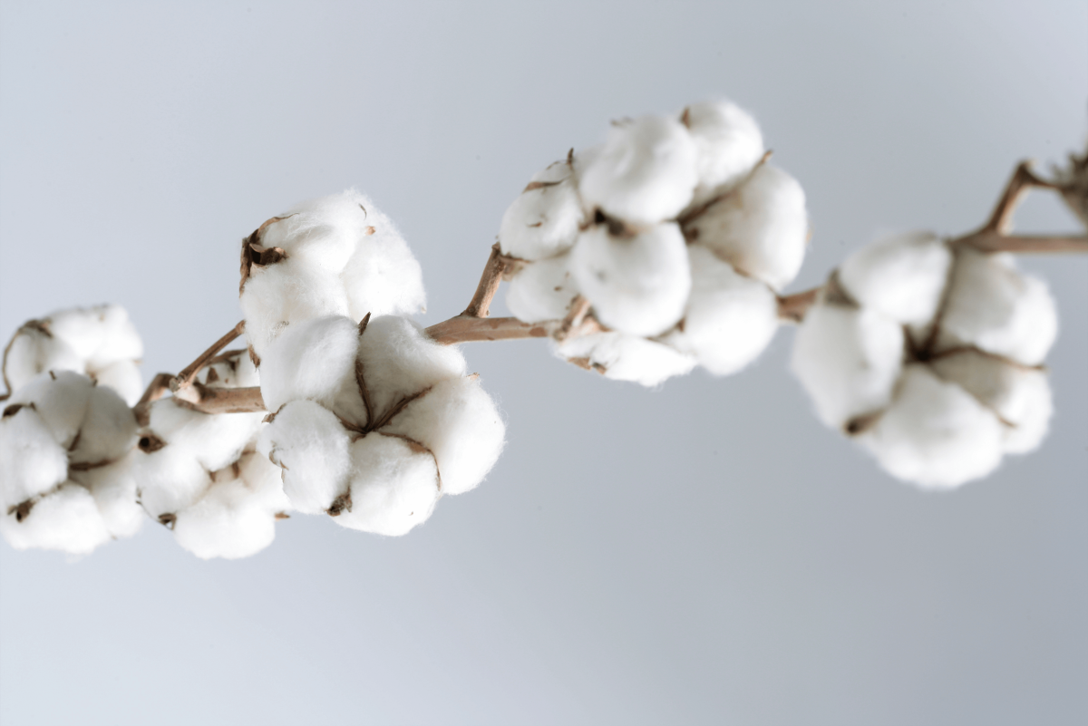 Ветка хлопка