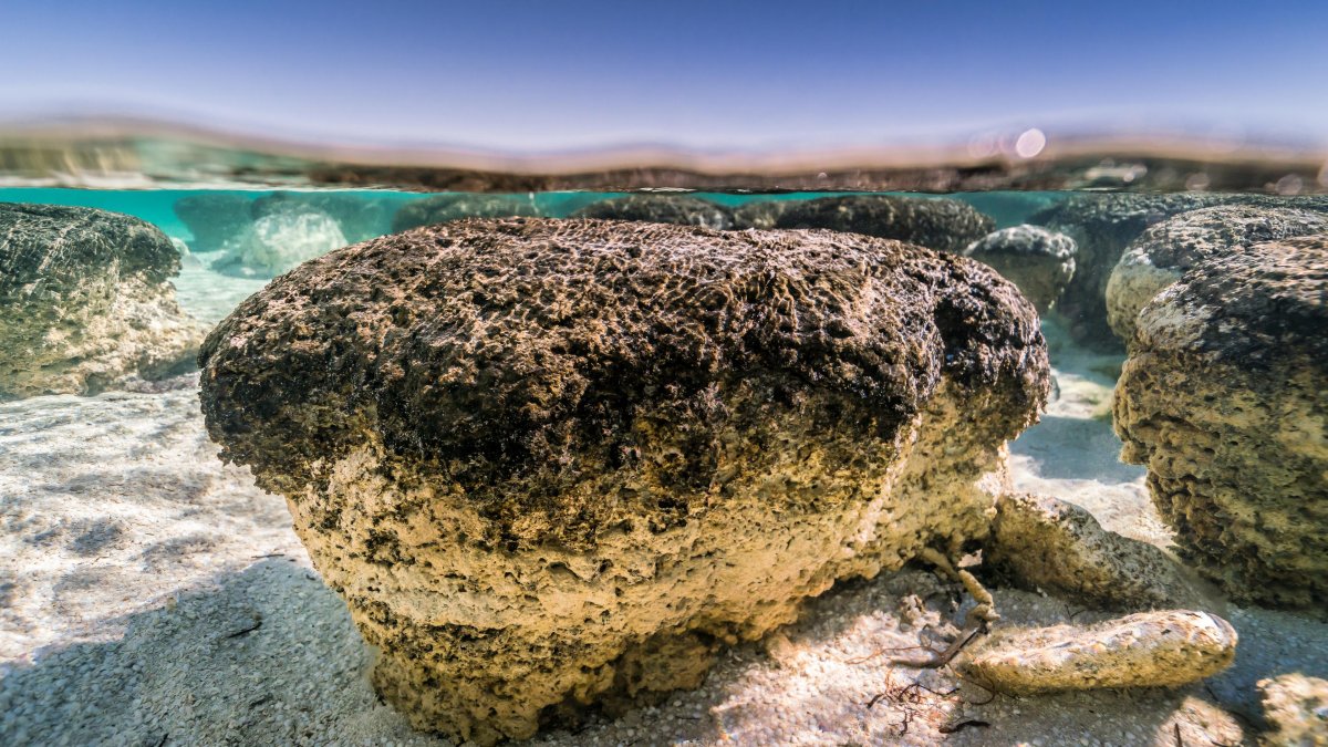 Силурийский период трилобиты