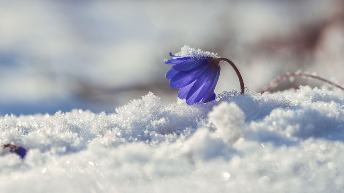 Цветы в снегу