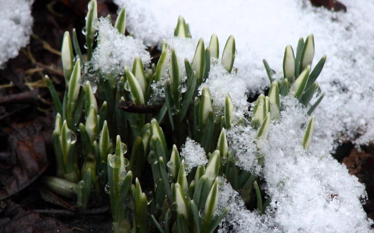 Весенний снег
