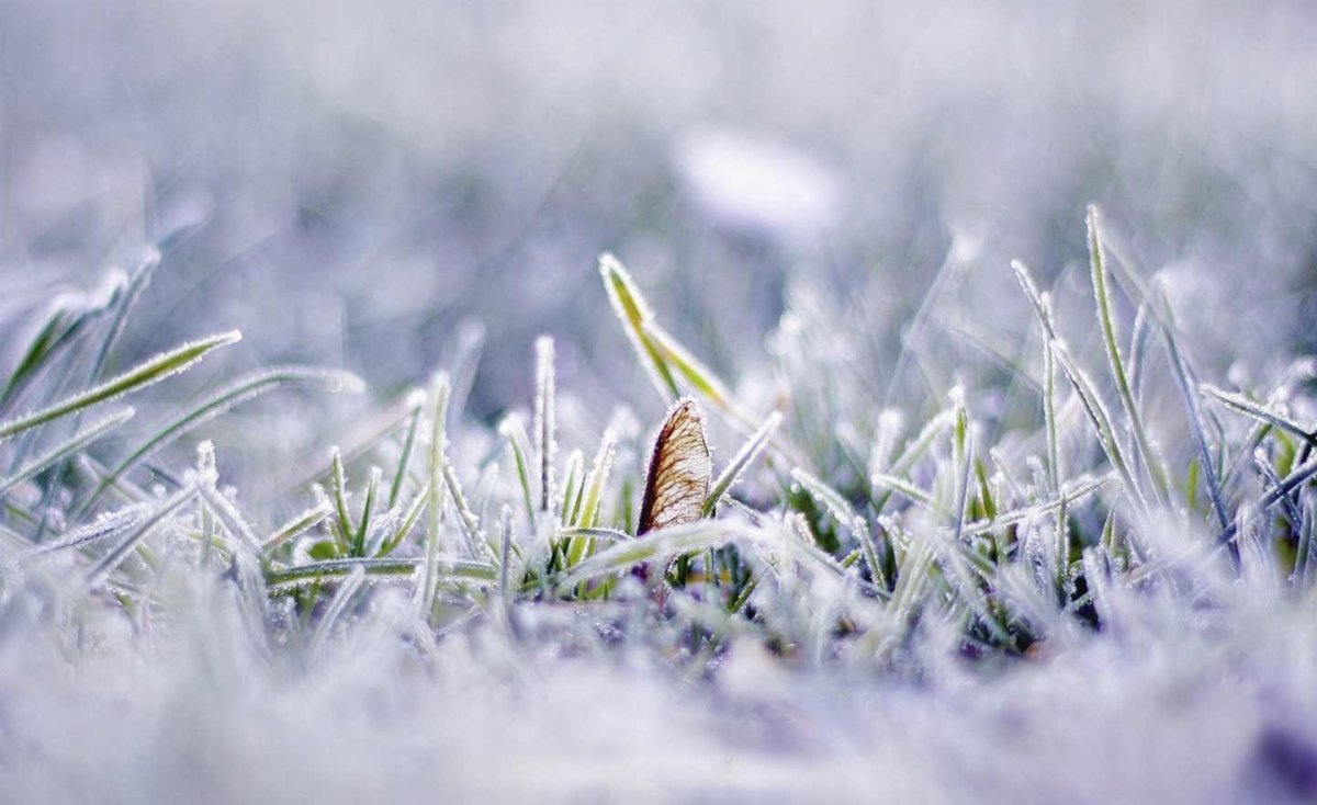 Ранняя Весна макро