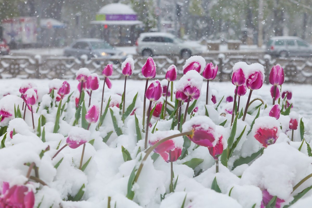 Цветы под снегом