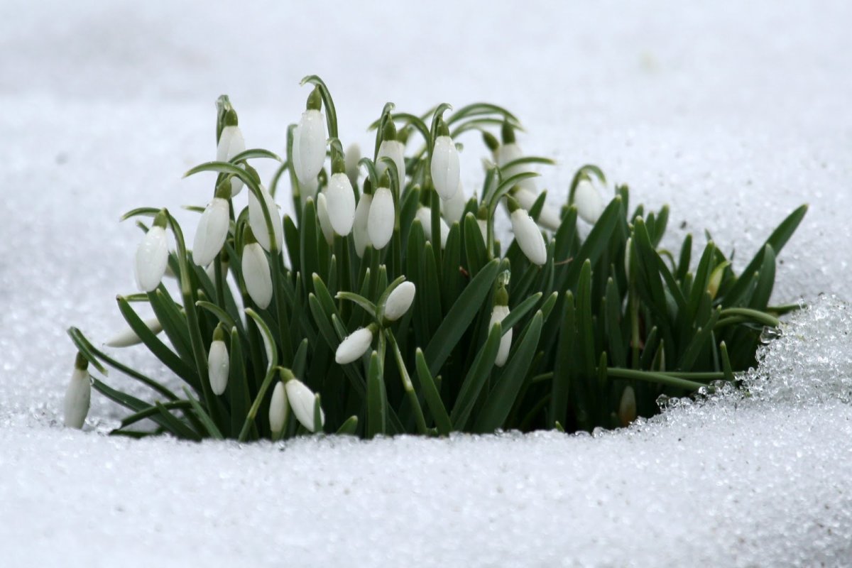 Подснежники в снегу Галантус