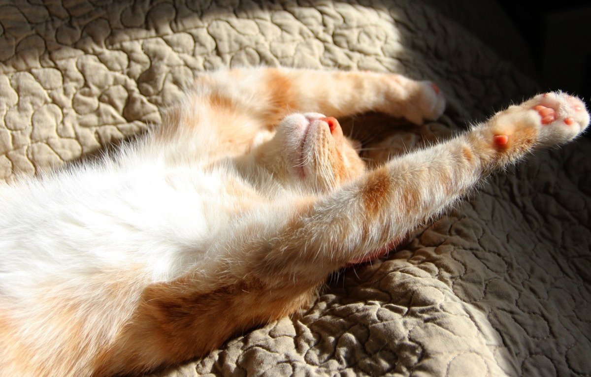 Котик потягивается