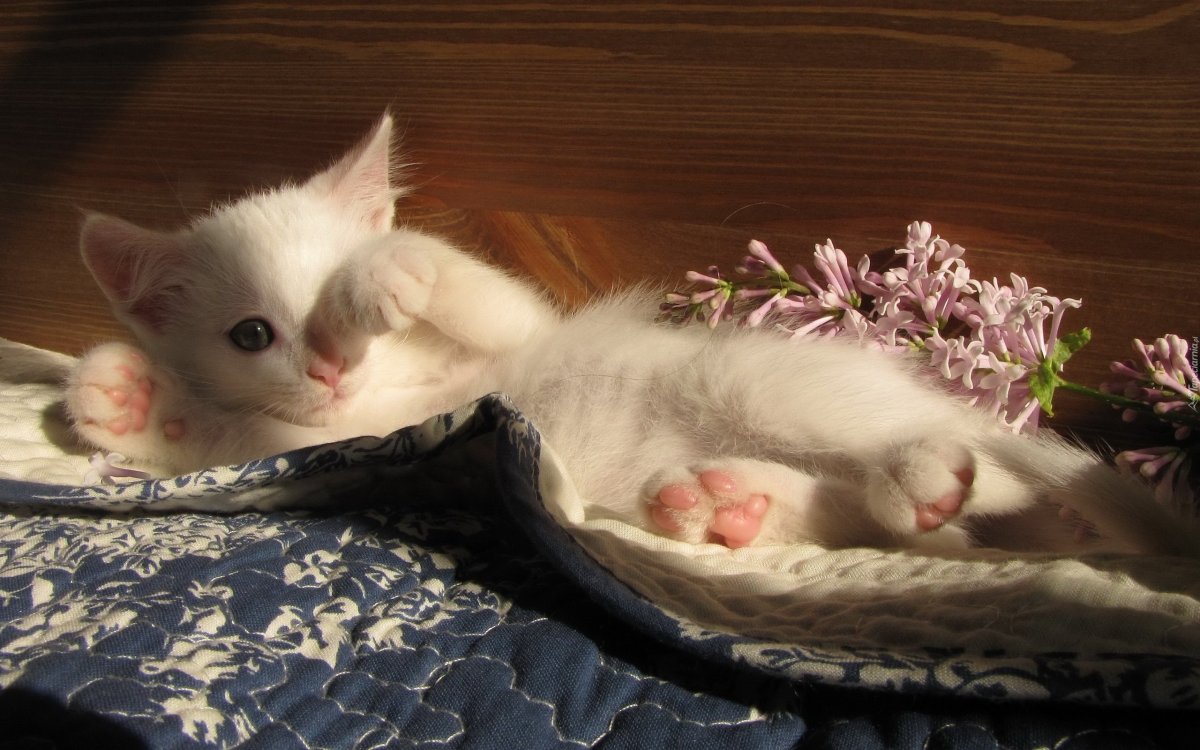 Кошка проснулась