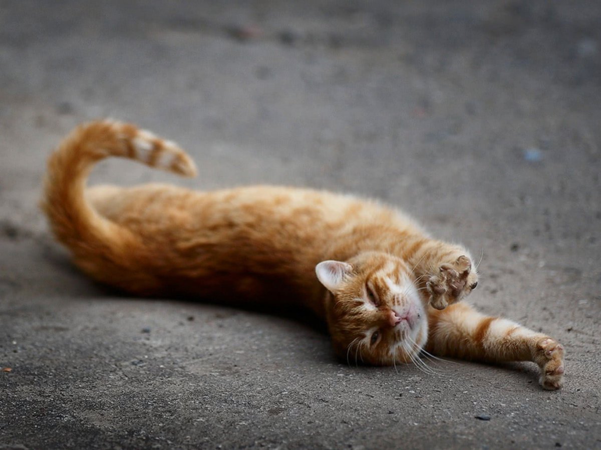 Лежачий кот