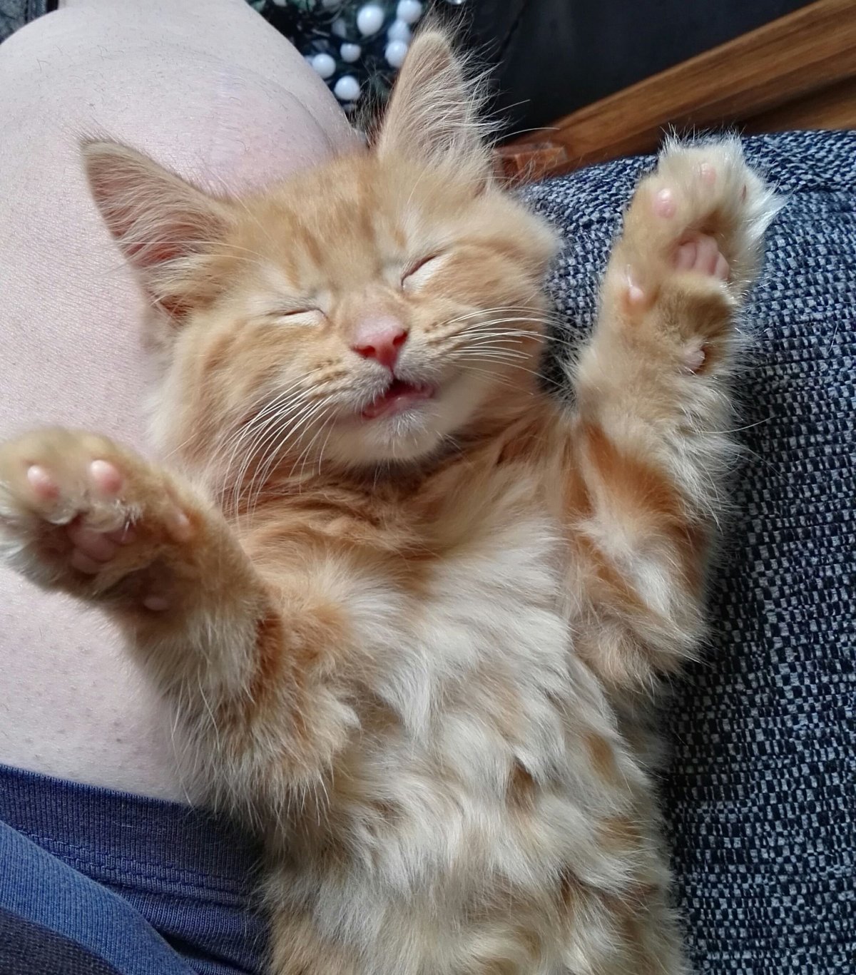 Смешные котята утром