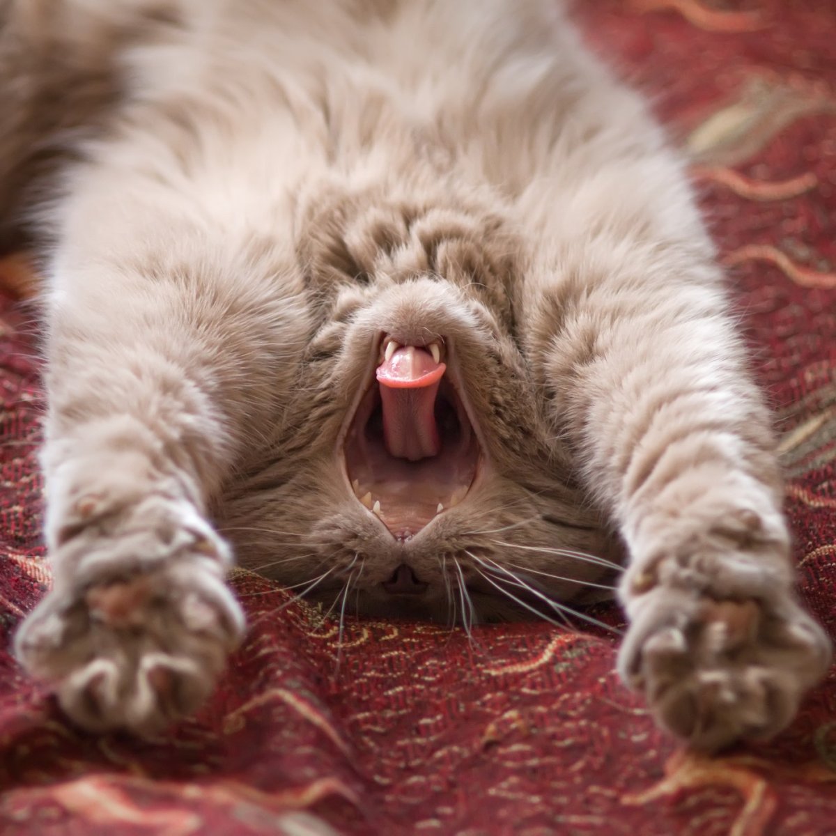 Котик потягивается