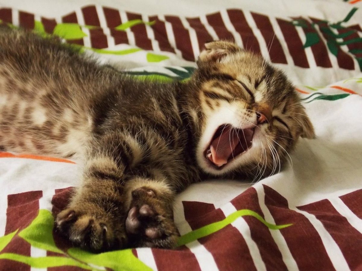 Доброе утро котенок