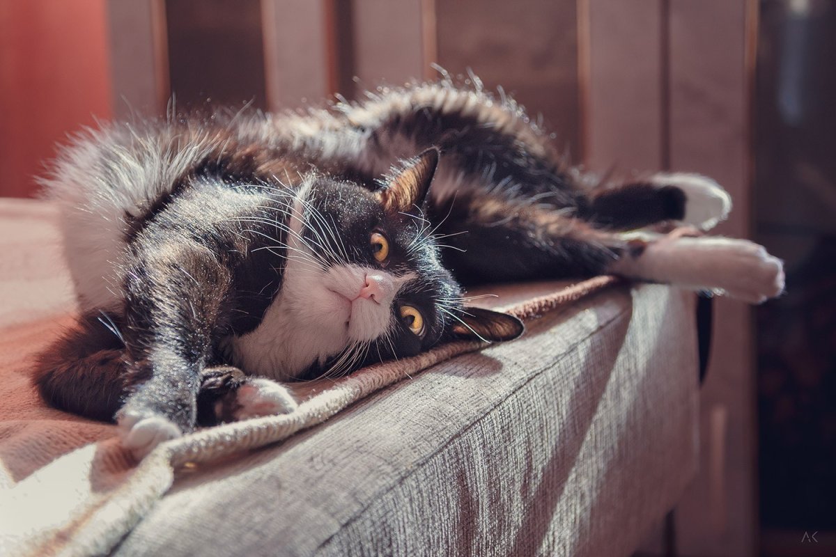 Кот потягивается с утра