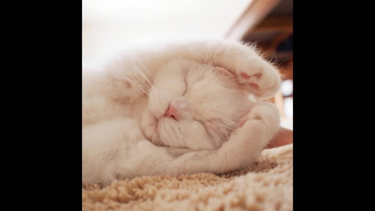 Пушистых сновидений