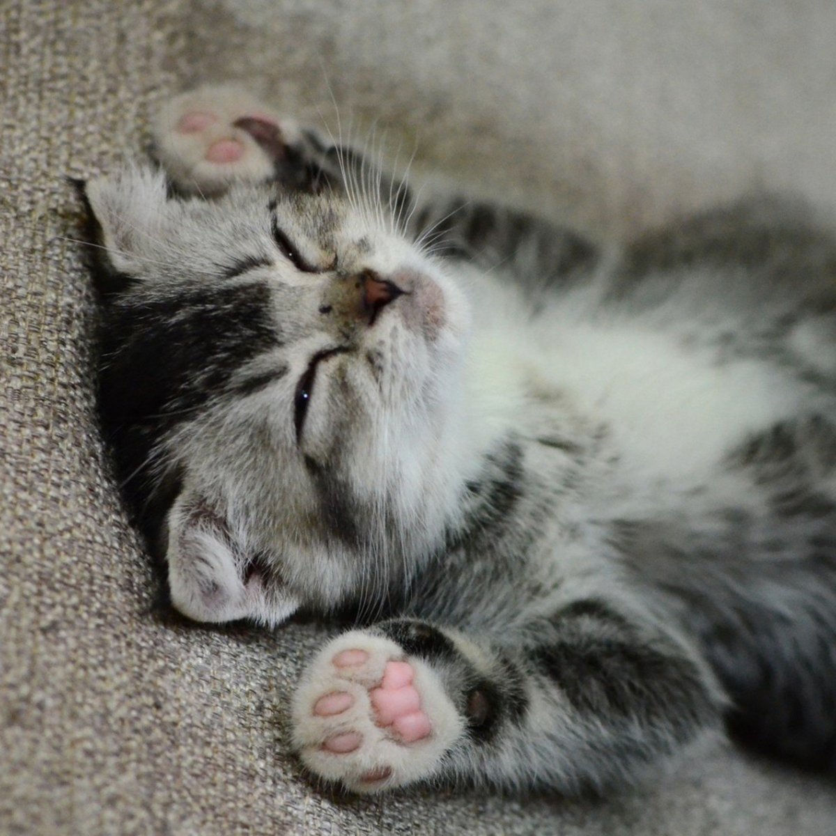 Спящий котенок