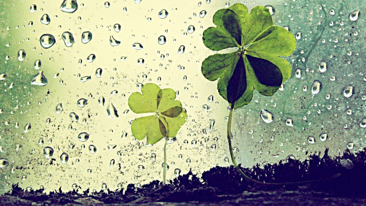 Клевер обои