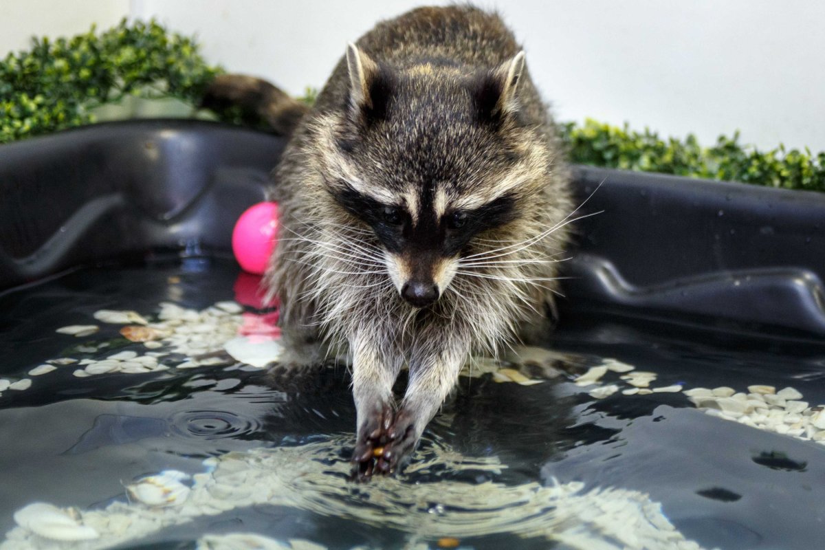 Енот полоскун полоскает
