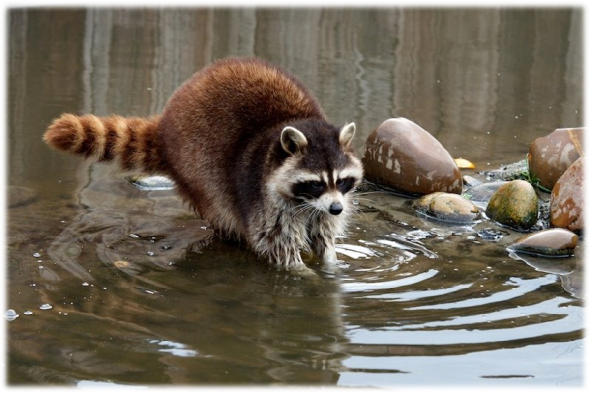 Енот полоскун фото