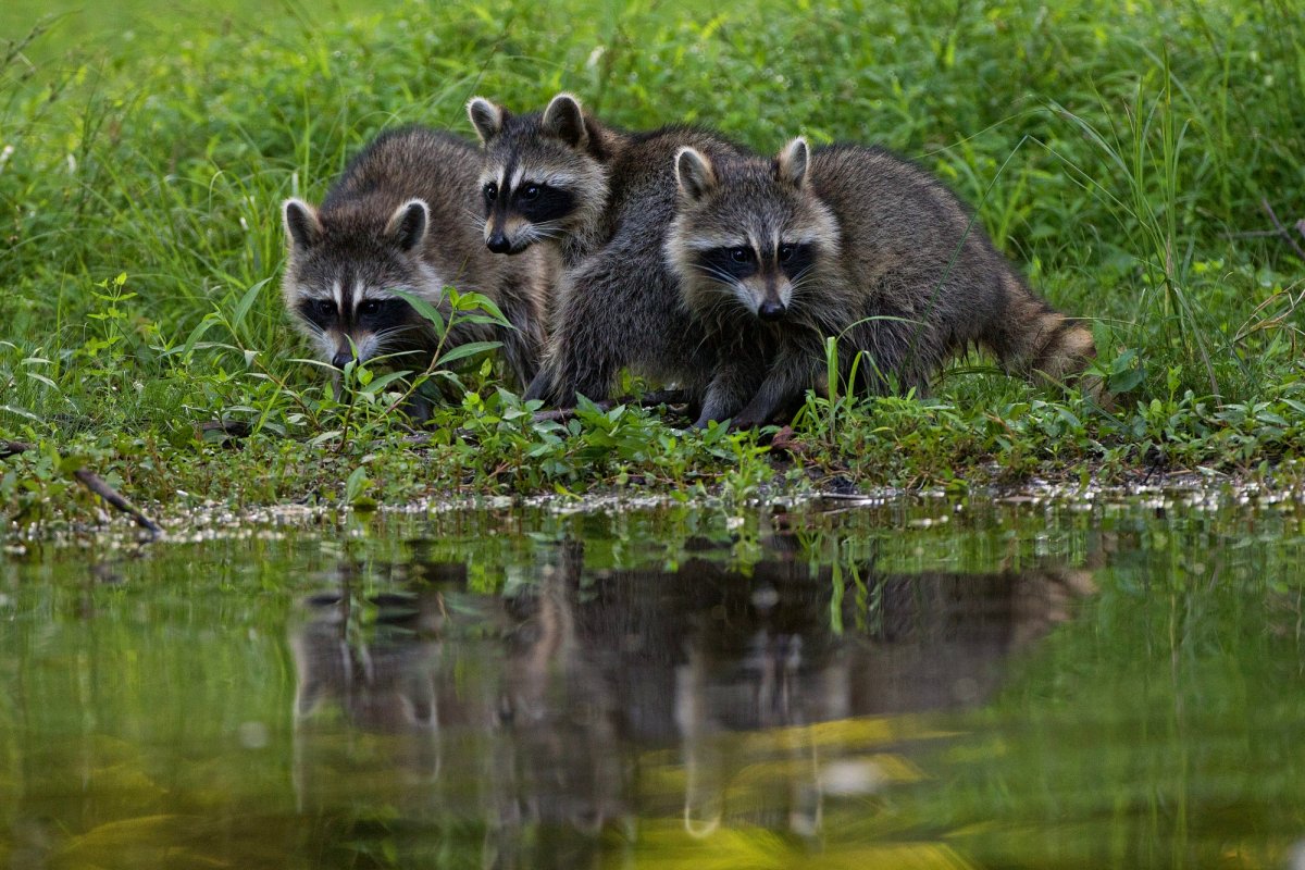 Обои на рабочий стол енот