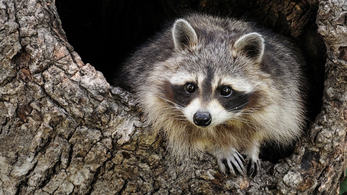 Енот-полоскун (Procyon lotor)