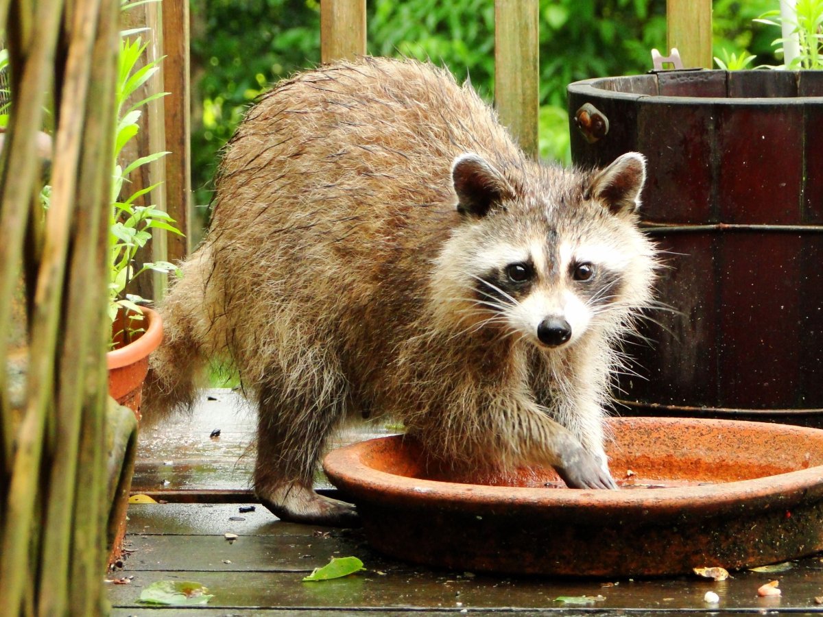 Енот полоскун фото