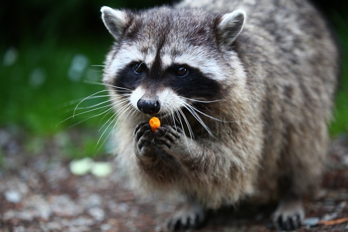 Енот полощет