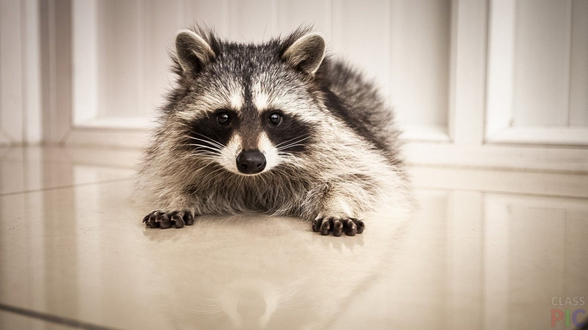 Енот полоскун на аву