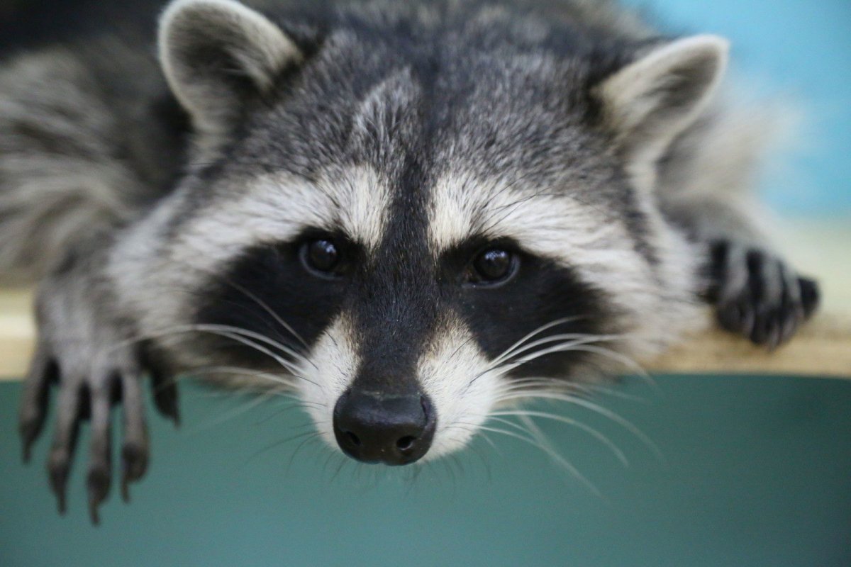 Енот 4 месяца