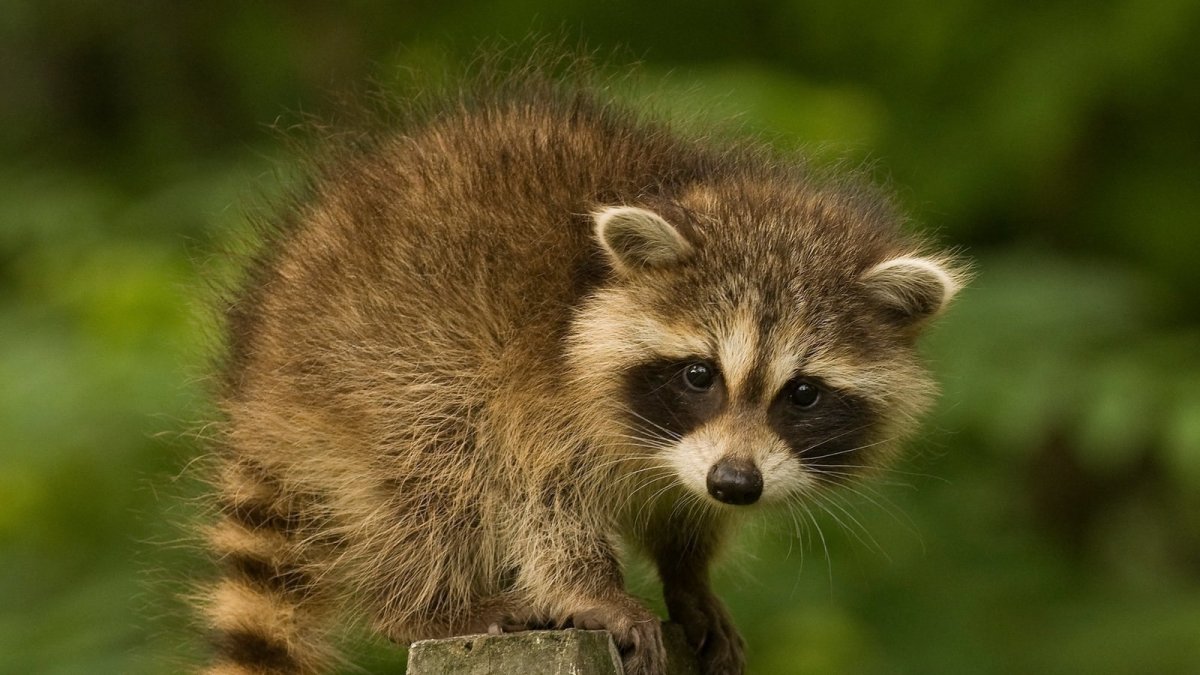 Карликовый енот