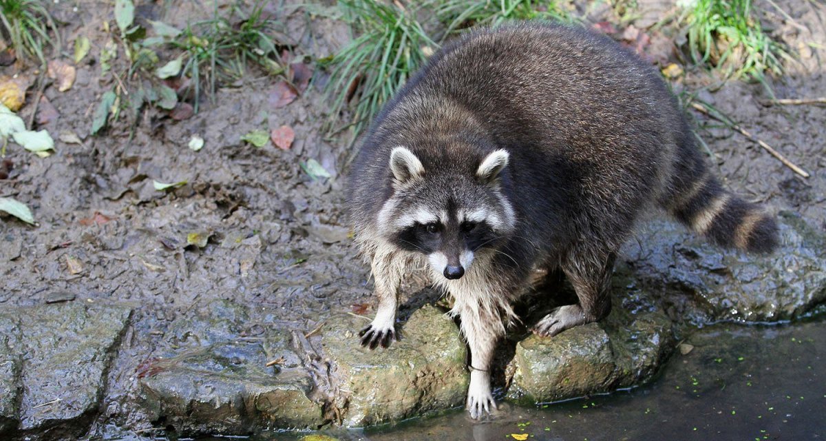 Североамериканский енот полоскун