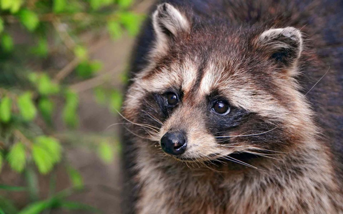 Полоскун енот Енотович