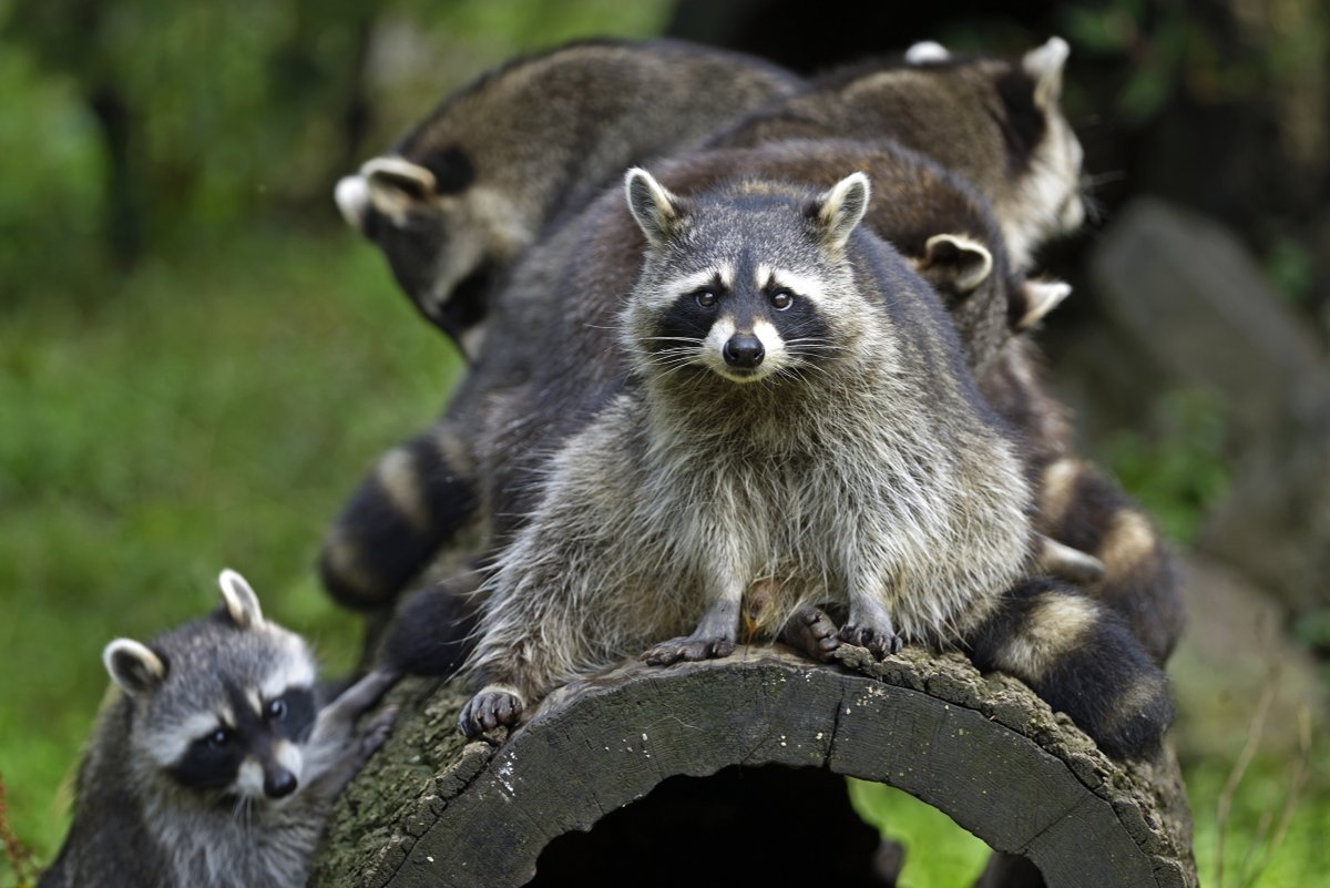 Енот семейства енотовых