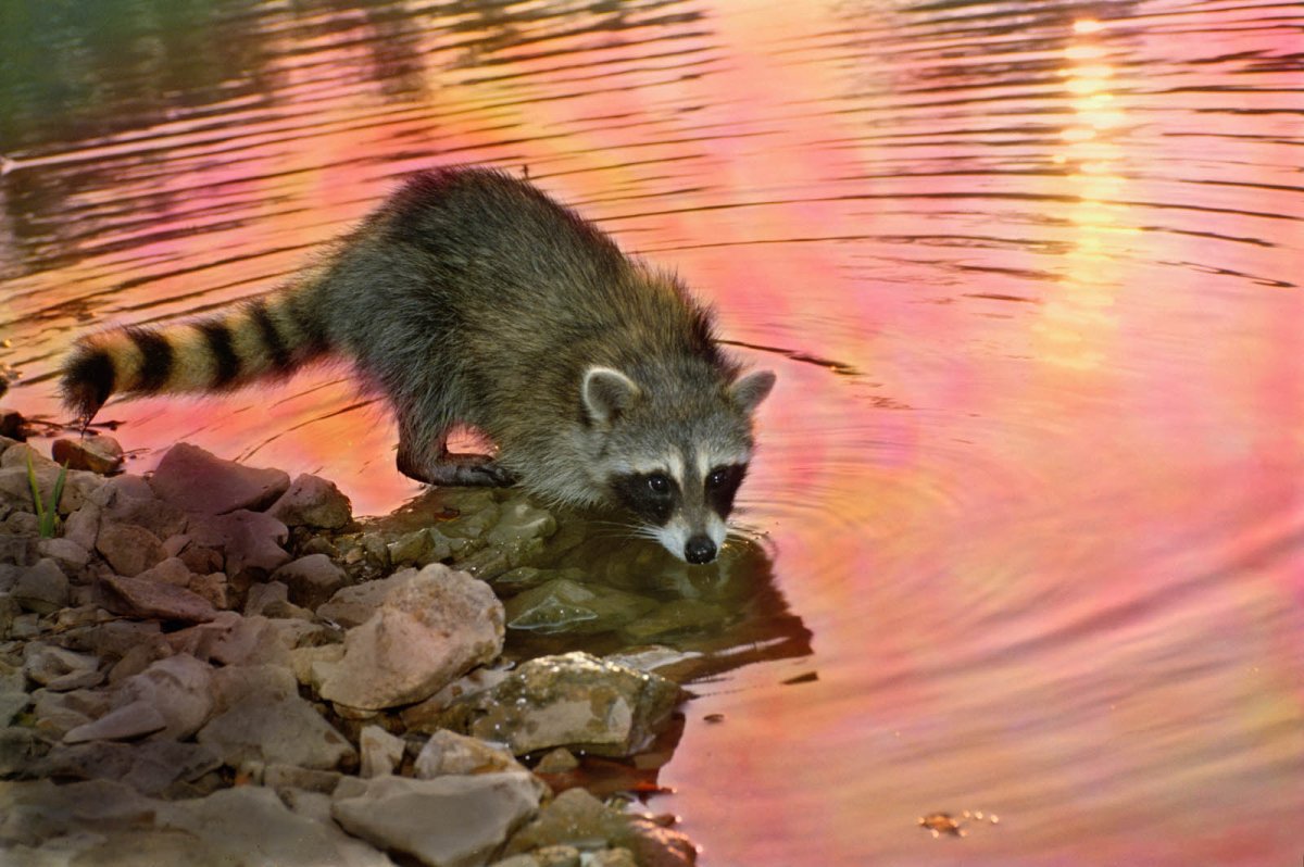 Маленький енот