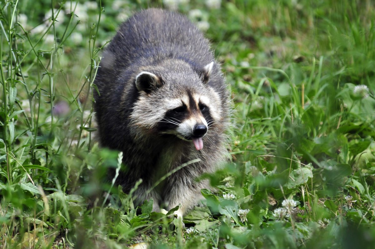 Барсук полоскун