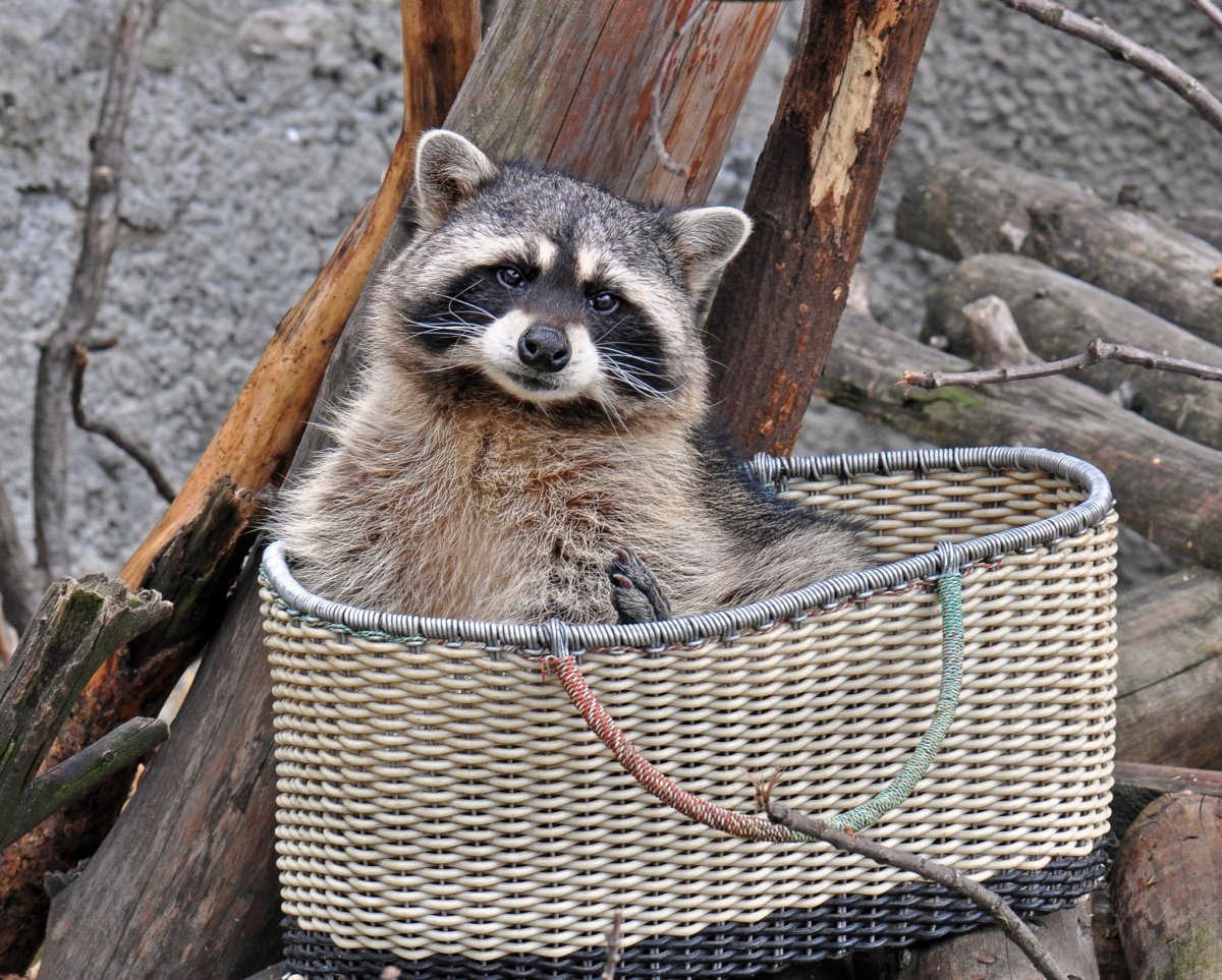 Енот полоскун спит