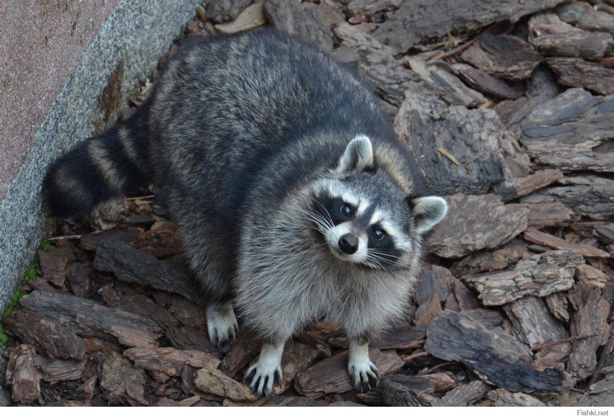 Барсук полоскун