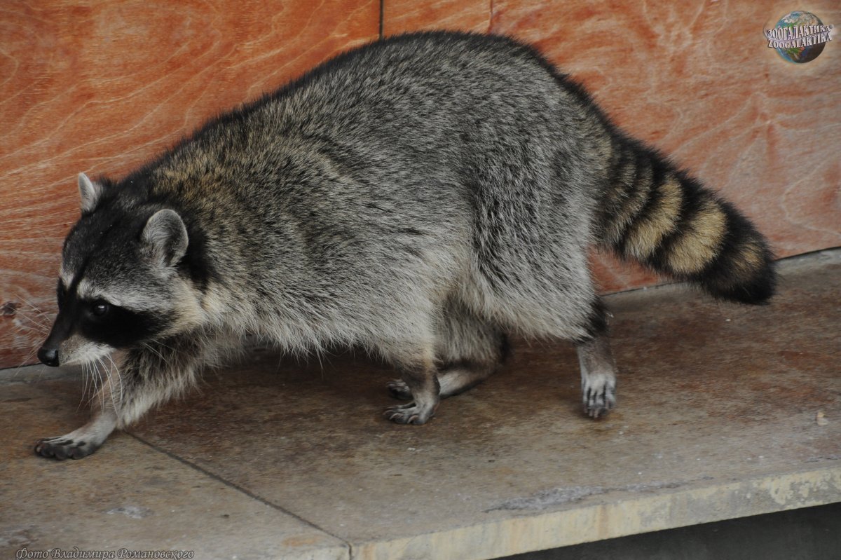Енот полоскун хвост