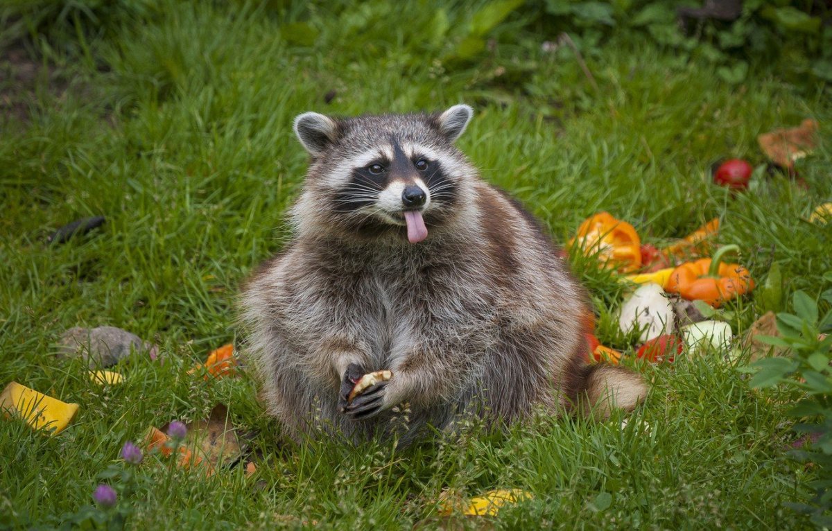 Злой енот полоскун