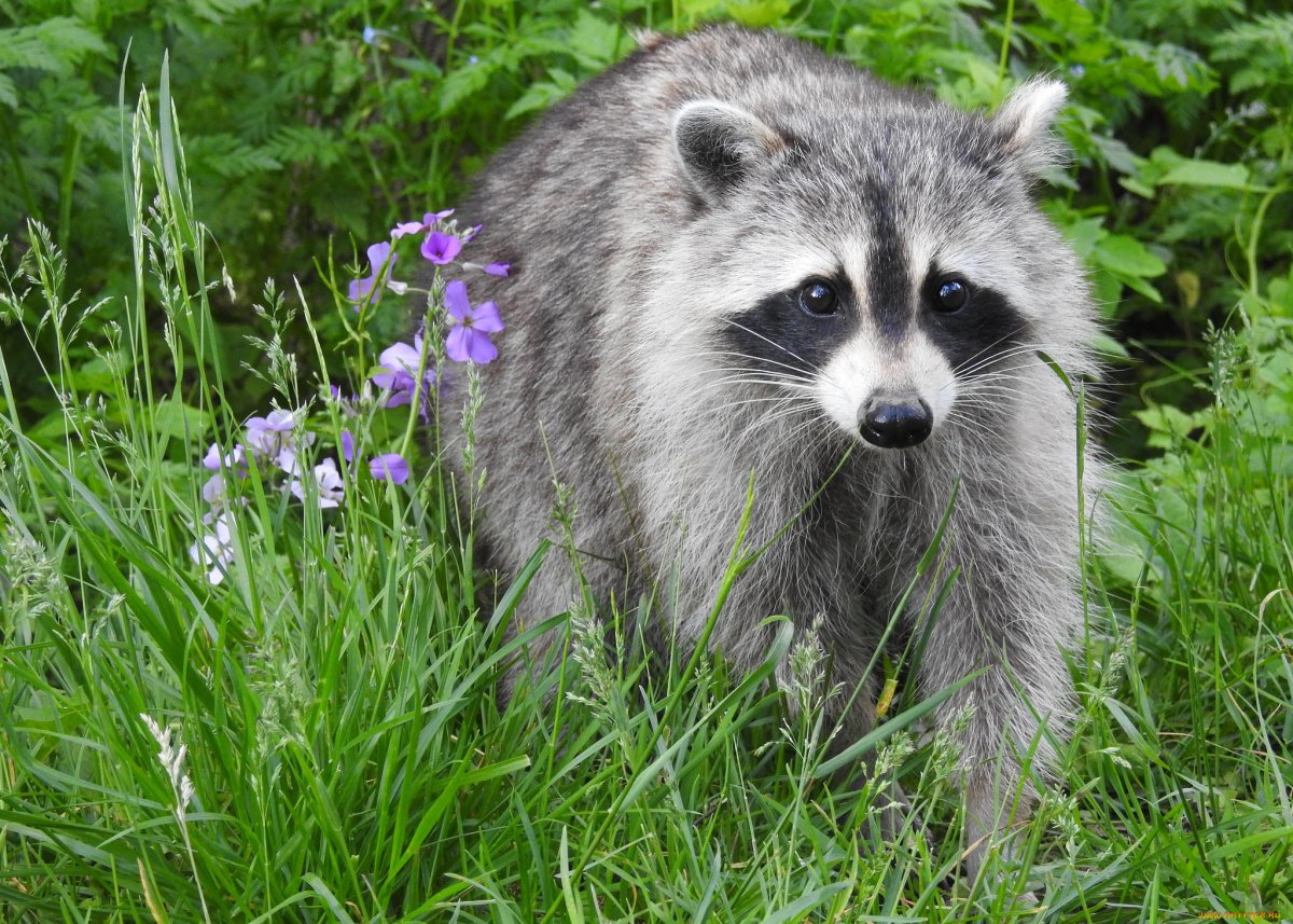 Тресмариасский енот