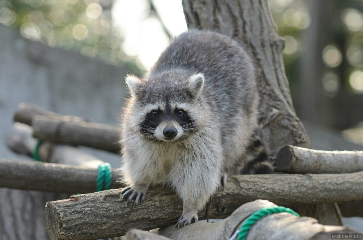 Тресмариасский енот