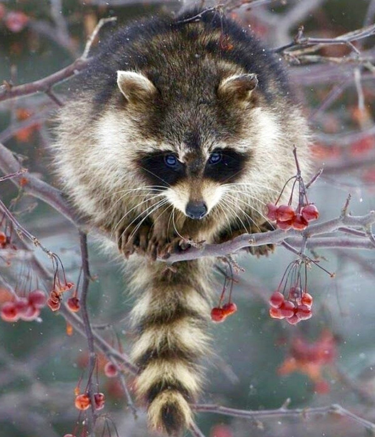 Енот полоскун в природе