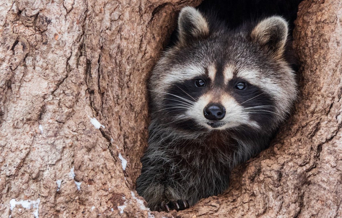 Енот полоскун коричневый