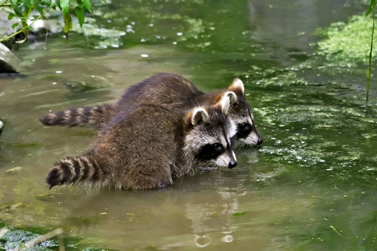 Енот полоскун субтропики