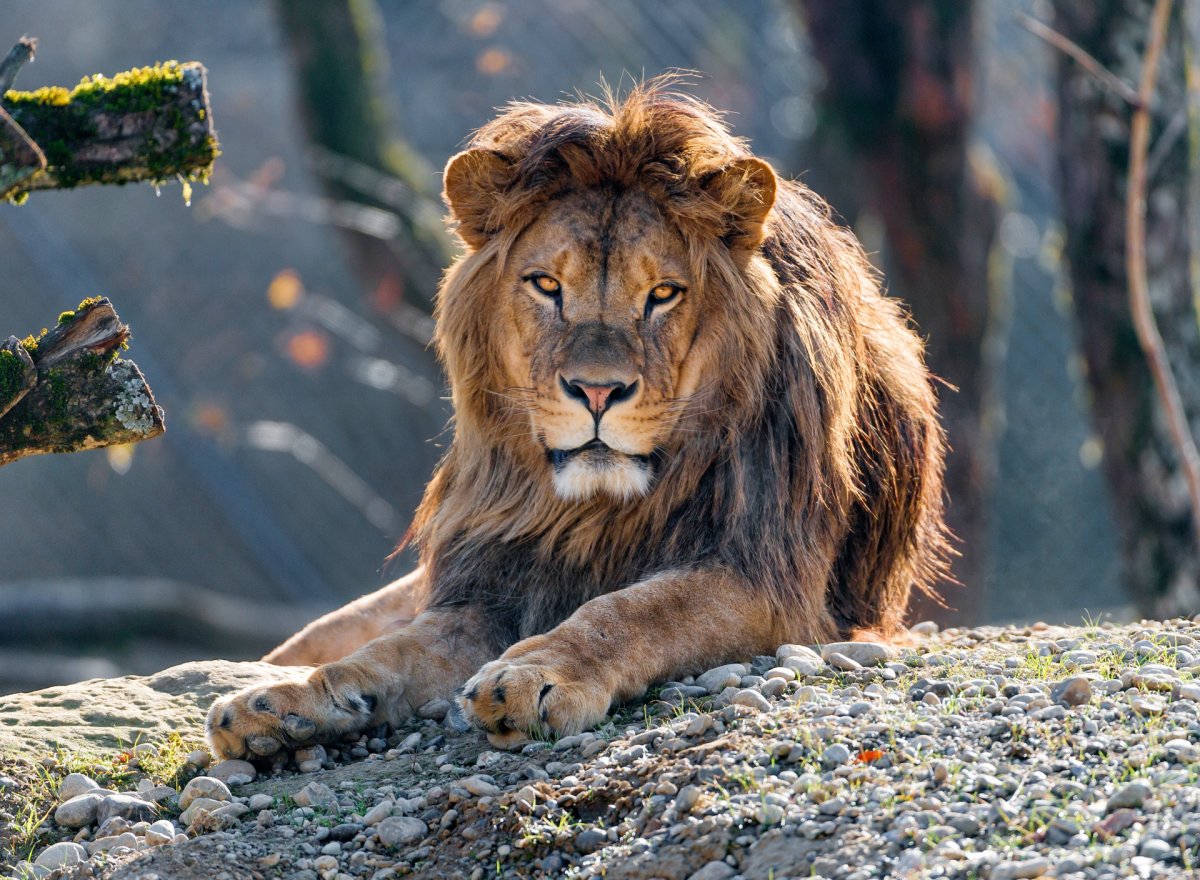 Красивые картины с бабочками