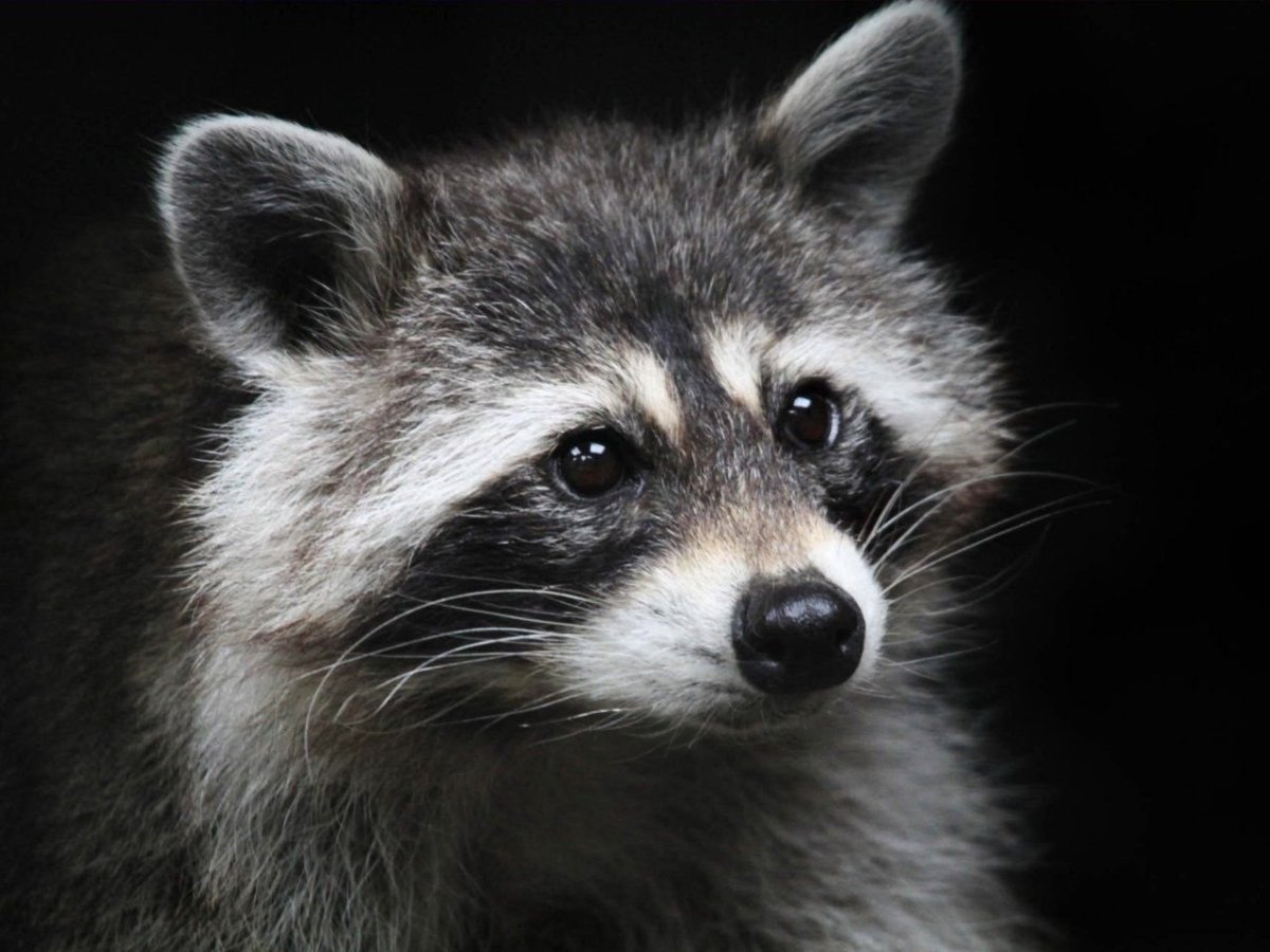 Черный енот полоскун