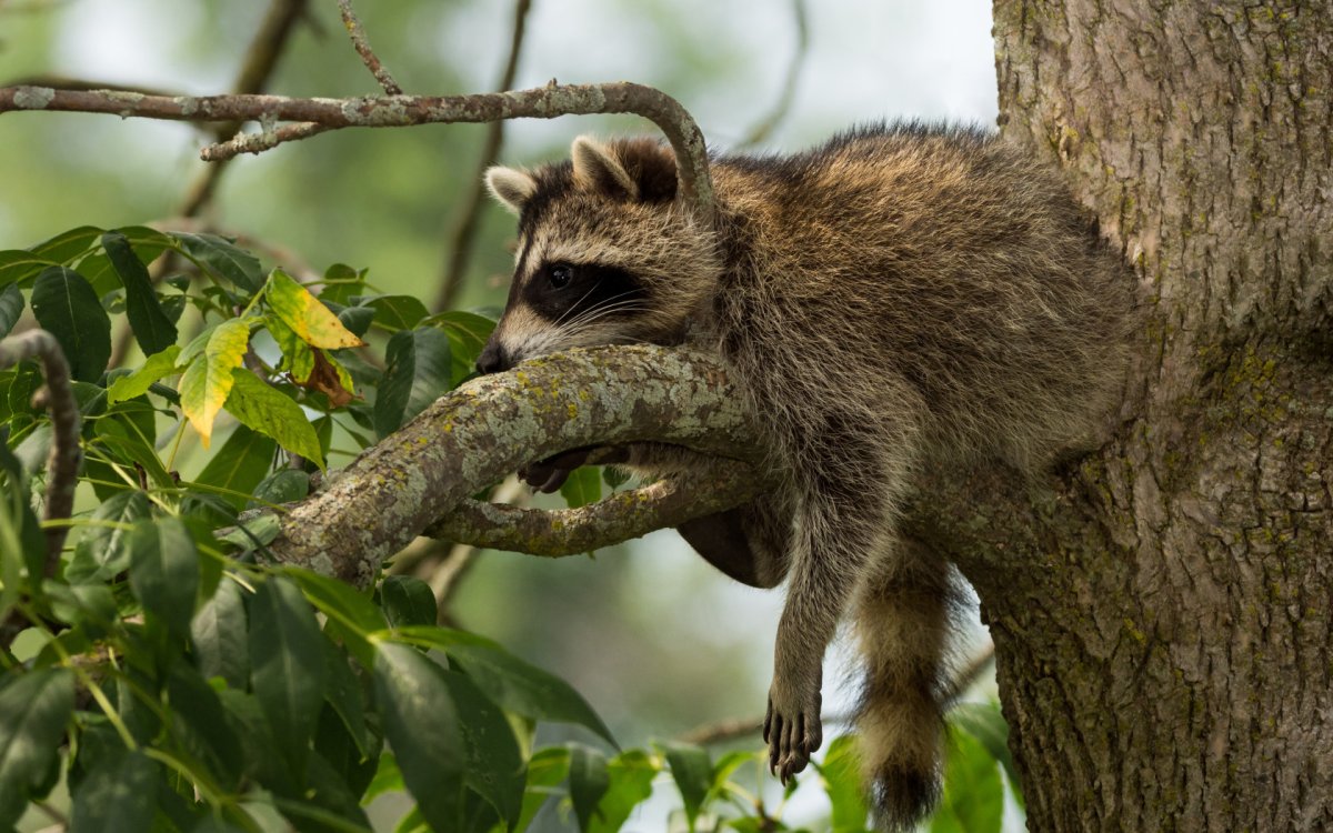 Енот лазает по деревьям