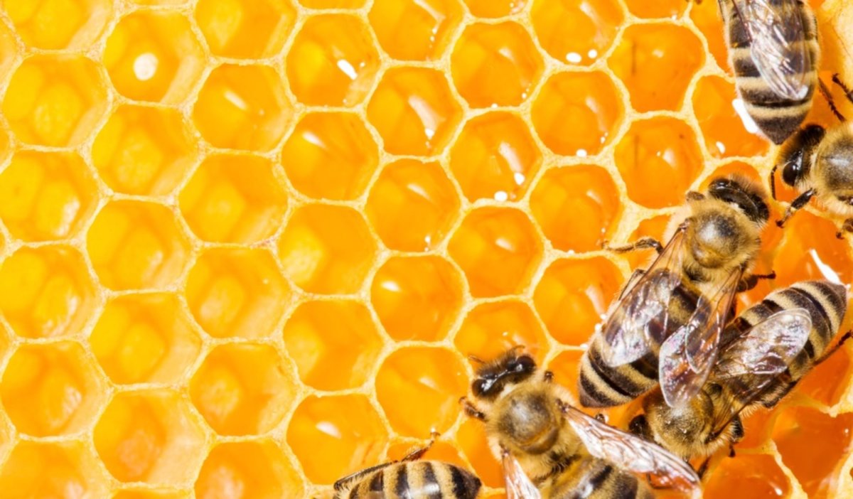 Мед и пчелы