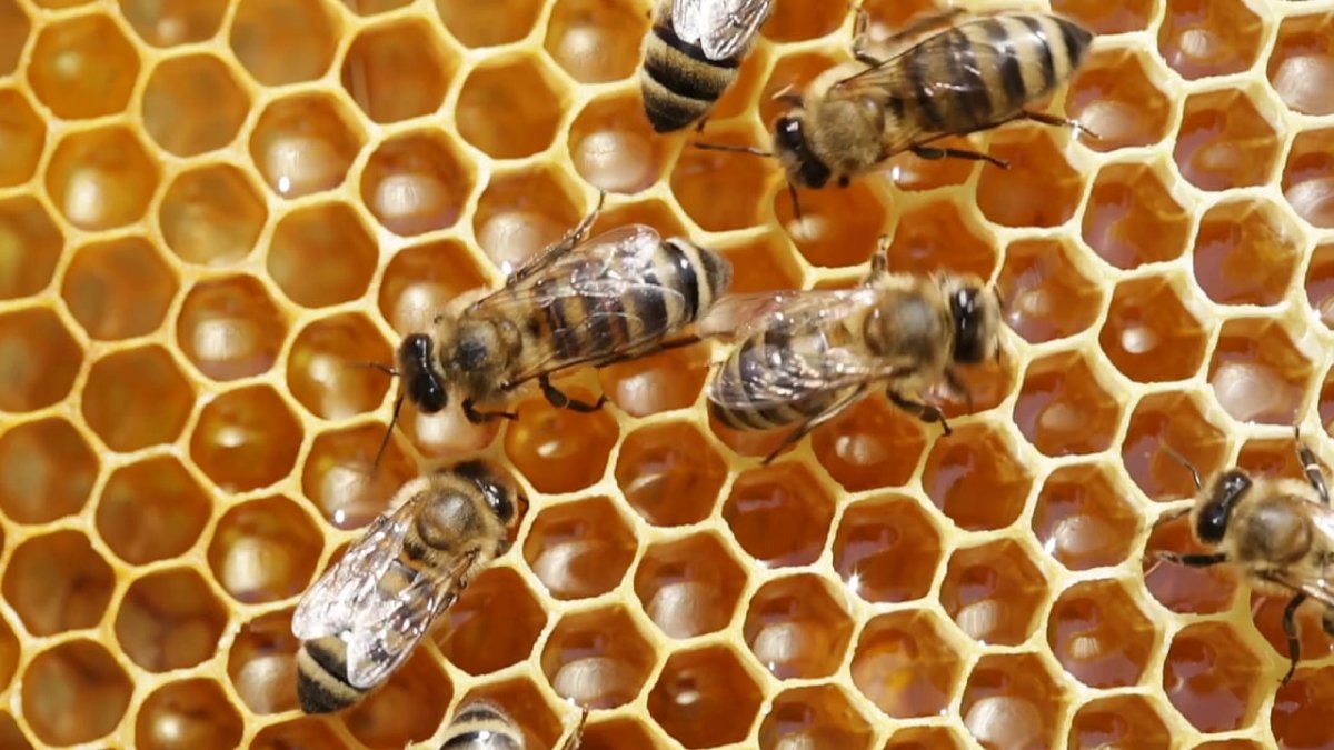 Пчелиные соты липовые цветки