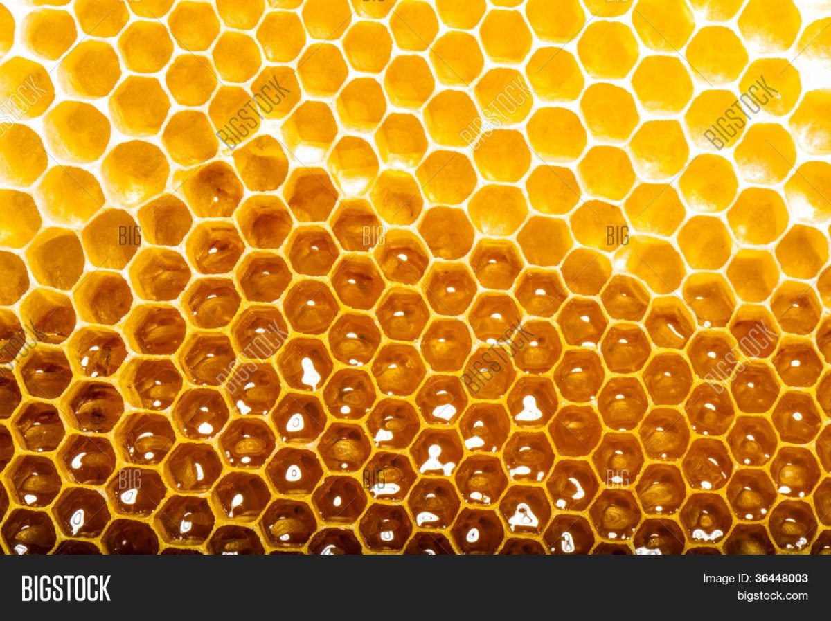 Соты пчелиные сбоку